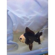 KOKI PANDA DAN 3 COLOR RANCHU SIZE 1113CM