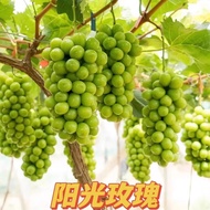 Earth Art Sunshine Rose Grape Seedlings South and North Courtyard Field Cultivation Cold-Resistant Climbing Vine Fruit T