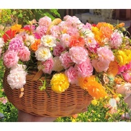(1000+/-)Ros Jepun Warna Campur -  Flower Seeds Mixed Colour - 九点花 太阳花 花种子