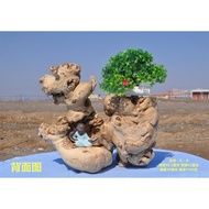 Xinjiang Gobi Desert Boxwood Log Decorations Bonsai Crafts Decorations Landscape Garden