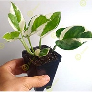 Money Plant Epipremnum ‘N-Joy’ / NJoy Pothos 白金葛