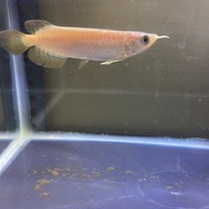 Ikan Arwana Super Red 10 - 12 cm