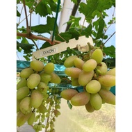 ANAK POKOK ANGGUR [DIXON]