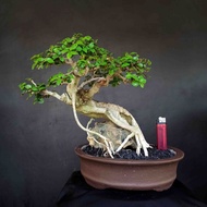 Bonsai Tanaman Hias Mini Pohon Serut Streblus Asper 27 cm Unik Murah