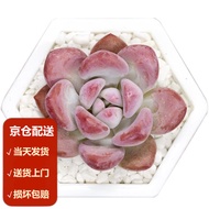 Moyi（MOYI）Opina Succulent Plant Purified Air Succulent Computer Desktop Small Bonsai Super Cute Succulent