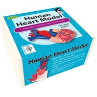 Human Heart Anatomy Model