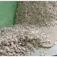 Tulang Sotong 5-7 cm curah untuk serbuk tepung sotong / tulang sotong per 1 gram / tulang sotong / b