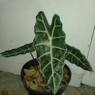 Tanaman Hias Keladi Amazon/Caladium Amazon | Pohon Hias Keladi Amazon