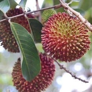 Bibit Tanaman Pohon Rambutan Rapiah Bibit Rambutan Okulasi Cipelat
