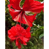 5 Keratan Pokok Bunga Raya Merah Dua Lapis / Double Bloom (Layered) Red Hibiscus Flower Cuttings