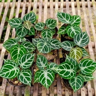 tanaman hias anthurium dorayaki silver kuping gajah dorayaki silver