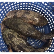 FRESH FROZEN -Soon Hock Fish 2KG- 2.3KG/ ( Marble Goby ) / 顺壳鱼