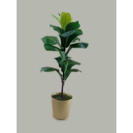 FIDDLE FIG BAJET LAWO
