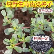 Edible Amaranth Seeds Seeds Amaranth Seeds Potted Plants Amaranth Vegetables Amaranth Seeds Autumn V