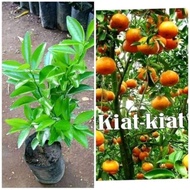 Live Plant Grafted Plant Marcoted Plant Kiat Kiat Tree Plant Fruit bearing Tree Plant Indoor Plant