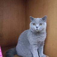 kucing british shorthair betina