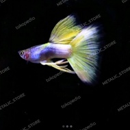 ikan Guppy hias Yellow pingu berkualitas