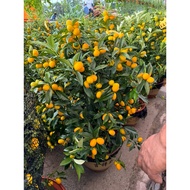 Kumquats / cumquats citrus fruits plants premium plants free organic fertilizer 500gram free soil 3k