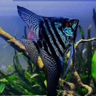 Manfish Blue Pinoy