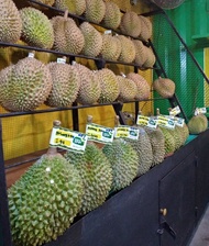 Durian Musang King Fresh Utuh - Musangking Malaysia