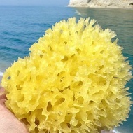 希臘天然海綿