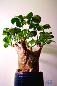 安哥拉葡萄甕	Cyphostemma uter var. macropus / 塊根植物 Caudex / 另售象牙宮、龜甲龍、索馬里葡萄甕、念珠橄欖