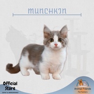 [Bebas Ongkir] KUCING MUNCHKIN