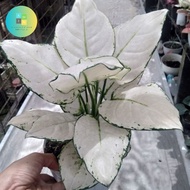 tanaman aglonema super white bibit/bonggol