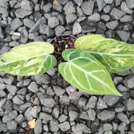 anthurium kuping gajah magnificum varigata