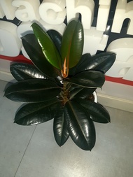 BIG SALE Ficus Rubber Black Prince (Big size, well rooted and established)