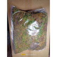 Spaghnum Peat Moss 1KG 10 litres ✅ HIGH QUALITY READY STOCK ✅ 利水苔