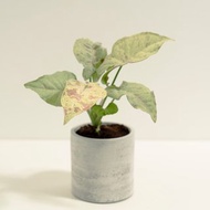 牛奶紙屑合果芋│泥作系列│福所栽