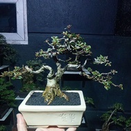 bonsai beringin california prosfek