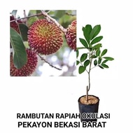 Bibit Rambutan Rapiah Okulasi Cipelat Rambutan Gundul Pekayon Bekasi
