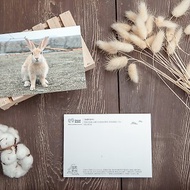 兔子攝影明信片- 海邊的兔子