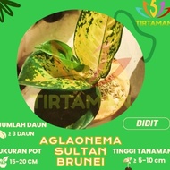 Ogs - Aglonema Sultan Brunei / Aglaonema Sp Kuning Emas Murah
