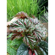 Begonia Red Cherry