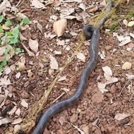 Snake Trap Net with 5 Inch Holes From 1 KG to 3 KG Height 50cm 1 arm length 13 Meters, Thai Umbrella