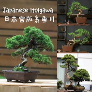japanese juniper shimpaku itoigawa/日本宫版 系鱼川 真柏 盆景 (bonsai plant/live plant/outdoor plant）