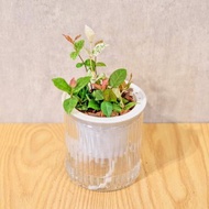 班葉絡石 初雪葛 免澆水盆栽 室內植物 觀葉植物 禮物 辦公室小物