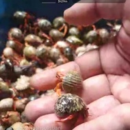 Kelomang merah Viola ukuran S