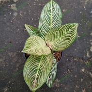 aglaonema golden hope / aglonema golden hope (B)