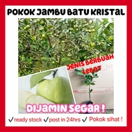 rina • pokok Jambu batu kristal • tiada biji seedless fruit sapling pokok buah hidup live plant outd