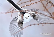 Cuties 300-424 Jigsaw Puzzle (Made in Japan) 300-424 Jigsaw Puzzle, 68 Cities in Japan Sapporo, Hokk