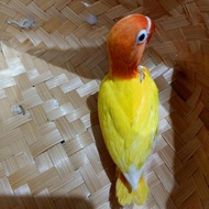 anakan/lolohan burung lovebird/LB/lakbet biola lutino mata hitam