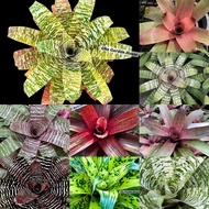 Spesis Vriesea / Vriesea tiger tim / Vriesea pink fantasy / Vriesea red chestnut / Vriesea mint jule
