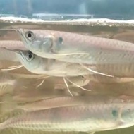 Ikan Arwana silver red/ Brazil 16-17cm