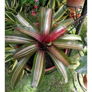 Bromeliad Neoregelia 🌸