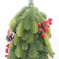 Living Pine Christmas Tree Simulation Ornaments Decoration Santa Nobe Potted Decoration Spruce Norwe