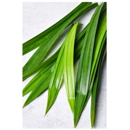 FRESH PANDANdaun FROM THE GARDEN - 7 PIECES